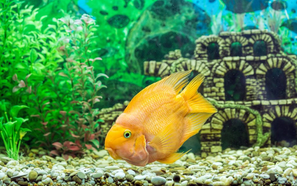 tropical fish aquarium